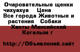 Очаровательные щенки чихуахуа  › Цена ­ 25 000 - Все города Животные и растения » Собаки   . Ханты-Мансийский,Когалым г.